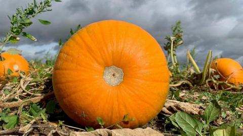 A large pumpkin is near the camera with a couple of others behind in a field. The pumpkin is orange in colour.