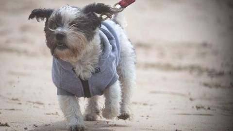 A small black and white fog on a lead and in a jacket. It is walking along a sandy beach.