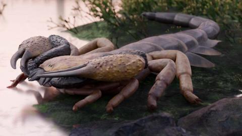 An artist's reconstruction of what Praearcturus gigas may have looked like features two large pincers, and armoured black and beige body and several reticulated legs. 