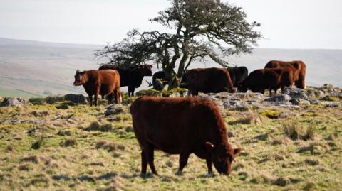 A redpoll cow grazes the stubbly grass while in the background more cattle from the herd stand around under a tree. In the distance the Yorkshire Dales Landscape opens out to a wide view of the countryside. 