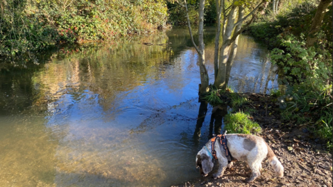 The River Ver with murky brown water running downstream. The river is covered with trees that are creating large amounts of shade. There is also a dog sniffing at the gravel bank. 