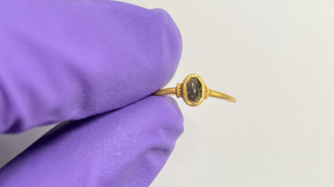 A close up of two fingers wearing a purple glove holding a gold ring. The ring has the remains of a dark red cabochon stone, which sits inside an oval bezel, with an aperture that is decorated with incised circles and grooves on the ring's shoulders. 