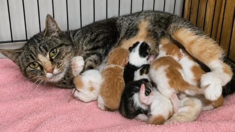 A mother cat photographed with her newborn kittens. She is led on a pink towel inside a crate.