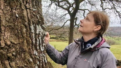 Volunteer Marion Brown is looking up the trunk of a mossy tree. She is wearing a grey waterproof and a warm fleece underneath.