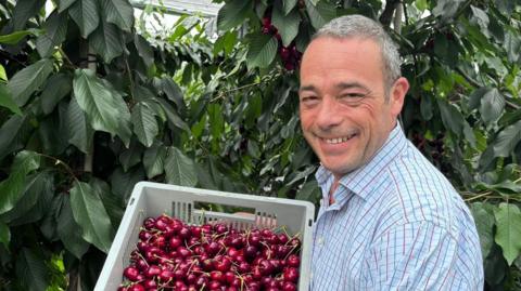 A smiling man in a chequered shirt holds up a basket of ripe cherries with cherry trees in background. 