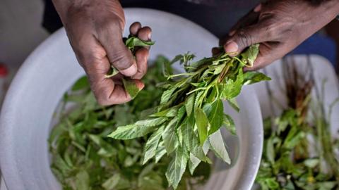 The hands of a chef pluck green mrenda (jute mallow) leaves from stalks and lets them fall into a white bowl underneath.