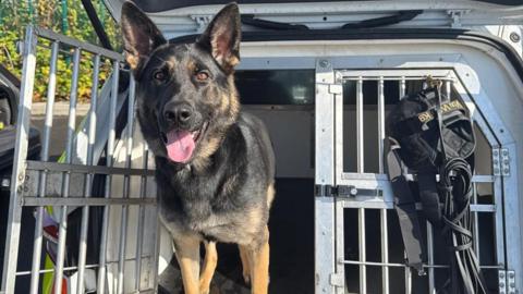 German shepherd dog Nova in the back of a police van. With characteristic black and tan markings, Nova has its large pink tongue sticking out