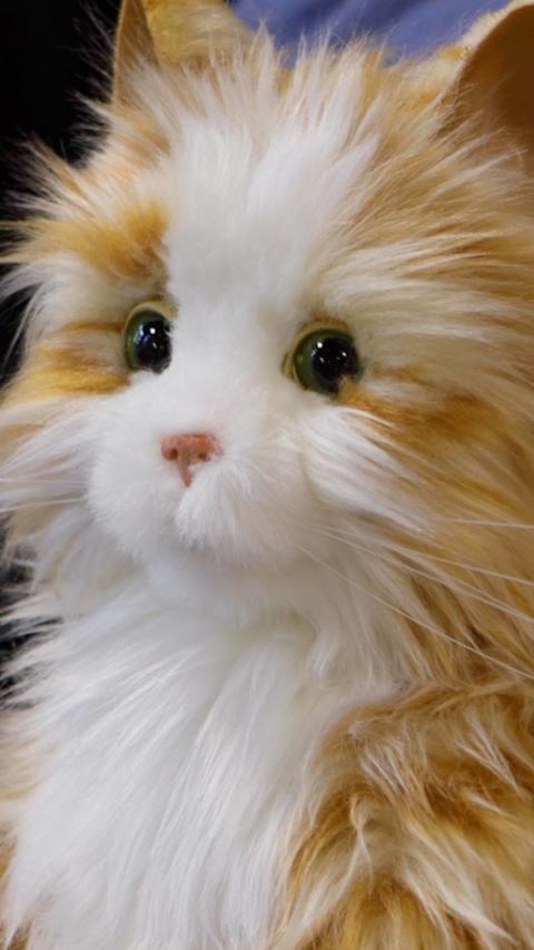 An animatronic, ginger cat.