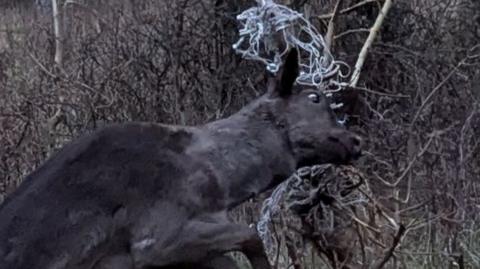 A brown deer stuck by his head in a small tree because of some white netting.