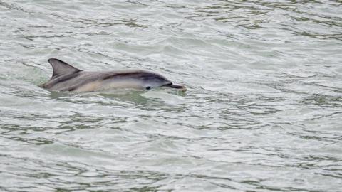 A dolphin in the sea with head and top of body visible above water