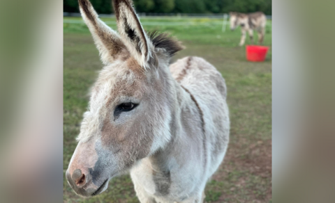 Honey the rescue donkey