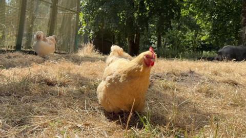 A pale orange chicken is roaming on brown, dry grass. There are trees and another chicken in the background.