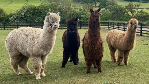 Four alpacas standing in a paddock. Thet have thick coats of fur, in a variety of colours.