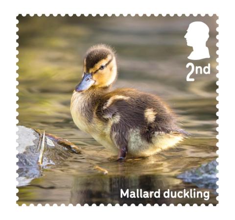 Stamp showing Mallard duckling 