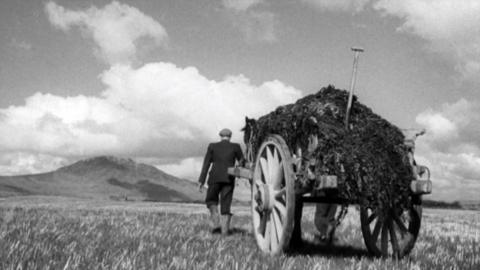 A man, with a horse and cart, transporting seaweed through a field