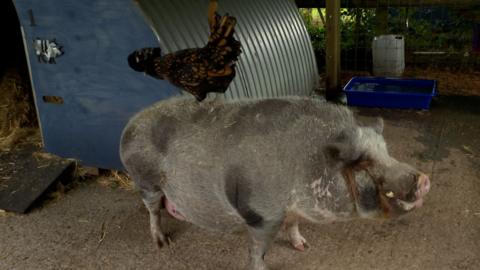 Miss Cocoa the hen riding on Gilbert the pig's back in their enclosure.