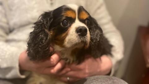 Nelly, a spaniel with dark brown curly ears and a white snout, sits on someone's lap. 