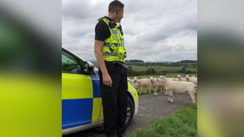 Police officer and sheep