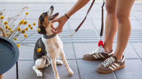 A woman pets her dog on pavement outdoors.