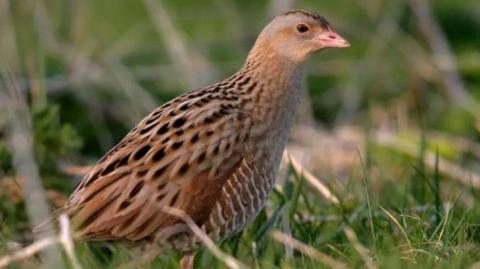 A brown bird with black and white markings on it sits among green grass. It has a small peach coloured beak and brown eyes. It is a medium size.
