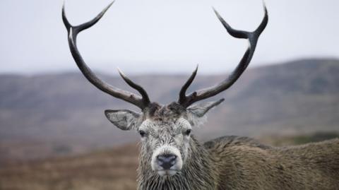A red deer stag with large antlers looks straight into the camera.
