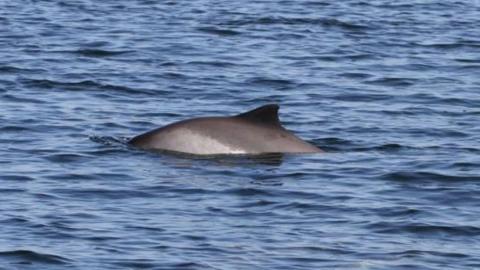 A porpoise swimming in the water