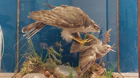 A stuffed goshawk attacking a thrush. They are mounted in a glass display case. Both birds are predominantly brown.
