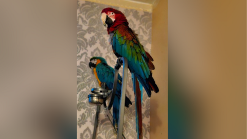 Two macaw parrots sit on a silver perch. One has blue, yellow and green feathers, while the other has red and blue markings with grey feathers on her stomach.