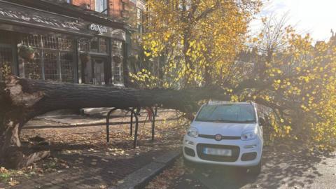 Large tree lying on top of a car parked near the shops 