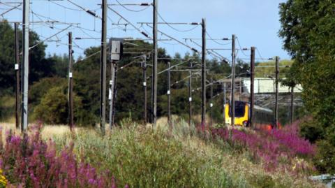 A train on a track. Purple and green flowers and shrubbery line a ditch at the side of the track. 