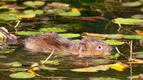 A water vole swims through still water covered with lily pads and floating leaves, its head and back visible above the surface as it moves between the vegetation.