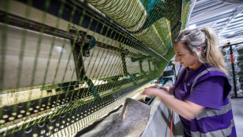 A worker inside the SIS Pitches factory in Maryport works on a large machine making artificial grass. The woman has long blond hair in a ponytail and wears a purple top and purple high viz vest. The machine in front of her looks like a large loom with green fibres being woven.