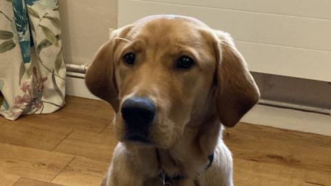 Karter the dog is pictured looking slightly away from the camera. He is a golden colour and sits on a wooden floor within his trainer's home.