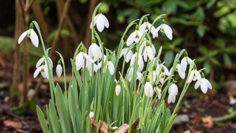 A clump of snowdrops, variety Galanthus elwesii, in bloom. The flower heads are delicate and made of three white petals while their centre is white and green.