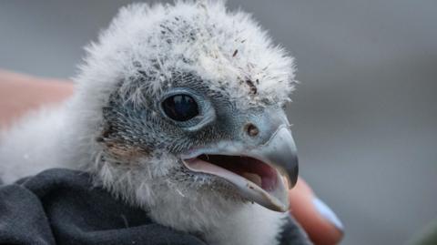 A white fluffy chick is wrapped in a blanket