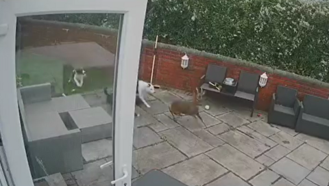 Image shows the moment a deer runs into a family's garden in Litherland, heading for the interior through the screen doors. The family's three dogs, startled, chase the deer before it chases them back out of the house. 