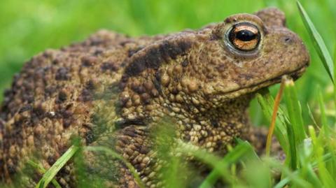 A common toad in grass 