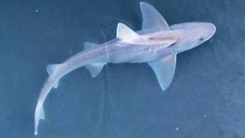 Aerial image of a shark in water.
