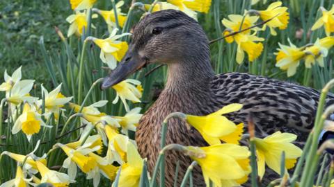 A brown-feathered duck is among a swathe of daffodils, out in yellow blooms atop their green stems.