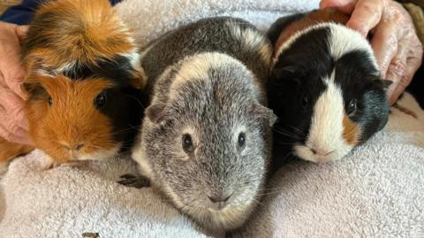 Three guinea pigs sitting close together on a person’s lap. The guinea pig on the left has long, fluffy brown and black fur, the middle one has short grey and white fur, and the one on the right has short black, white and brown fur.