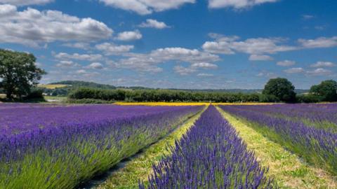 Rows of lavender extending into the distance with trees and rolling hills in the background