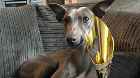 A grey whippet lying on a grey sofa and looking straight at the camera with her ears pointing upwards. There's a gold trophy next to her.