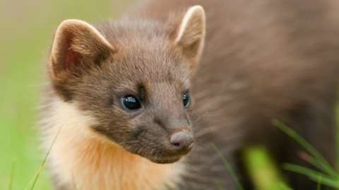 A close-up of a pine marten's face. It is looking towards the right and has two small ears and a long nose. It is brown, with a lighter brown on its chest. The eyes are dark and it is in a grassy area. 