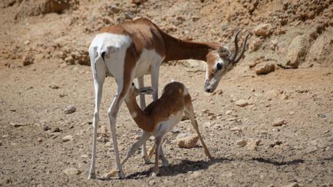 Gazelles at conservation centre in Spain