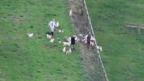 An aerial view of a field with men standing near a large group of white dogs.