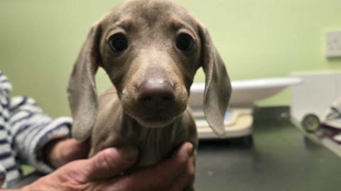Comet is a light brown colour and has long floppy ears and big eyes. She is being held on a table by a woman in what looks like a vets practice.