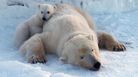 Adult polar bear lies on snow with baby polar bear on top