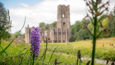 A purple orchid in front of some ruins.