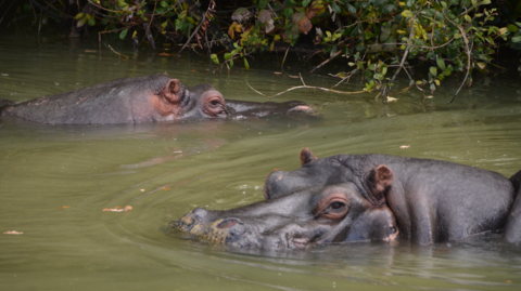 Two hippos facing each other while swimming in water. They are visible from the tips of their nose to the eyes. 