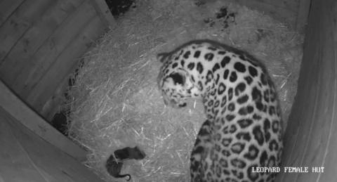 A black and white CCTV image taken from above showing an Amur leopard cub with an adult leopard
